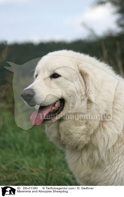 Maremmen-Abruzzen-Schferhund / Maremma and Abruzzes Sheepdog / DG-01390