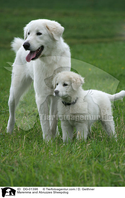 Maremmen-Abruzzen-Schferhund / Maremma and Abruzzes Sheepdog / DG-01396