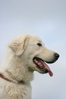 Maremma and Abruzzes Sheepdog