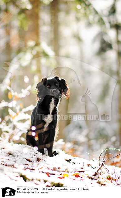 Markiesje in the snow / AG-02523