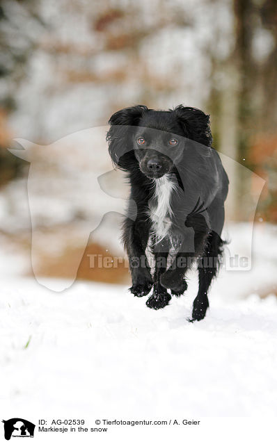 Markiesje im Schnee / Markiesje in the snow / AG-02539