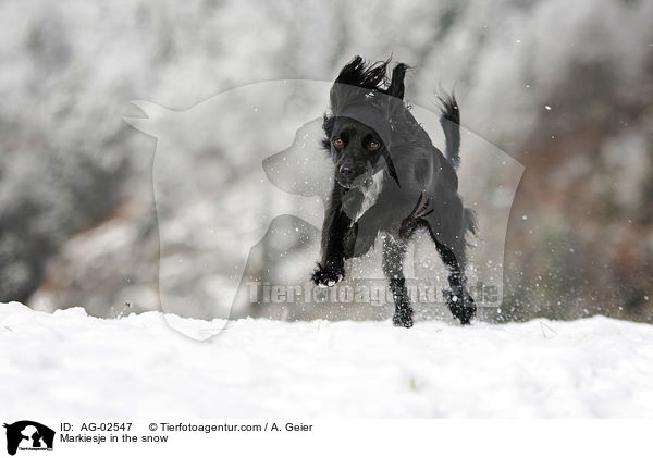 Markiesje im Schnee / Markiesje in the snow / AG-02547
