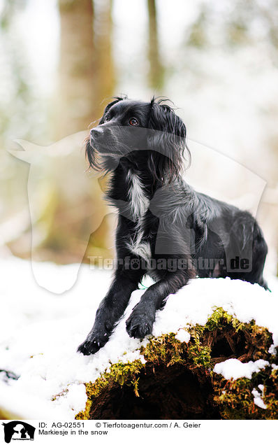 Markiesje im Schnee / Markiesje in the snow / AG-02551