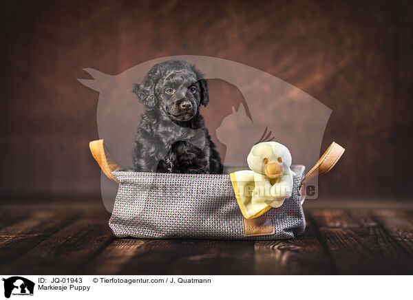 Markiesje Puppy / JQ-01943