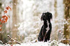 Markiesje in the snow