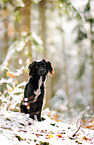 Markiesje in the snow