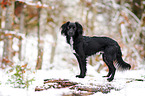 Markiesje in the snow