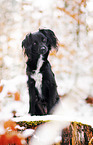 Markiesje in the snow