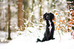 Markiesje in the snow