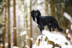 Markiesje in the snow