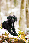 Markiesje in the snow