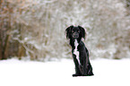 Markiesje in the snow