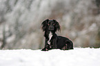Markiesje in the snow