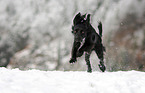 Markiesje in the snow
