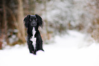 Markiesje in the snow