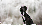 Markiesje in the snow