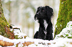 Markiesje in the snow