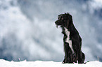 Markiesje in the snow
