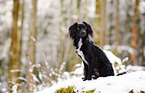Markiesje in the snow