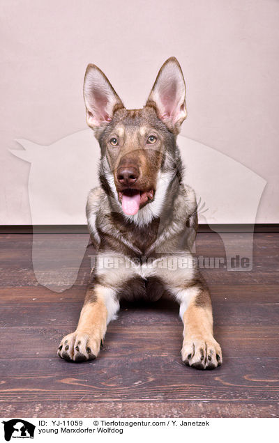 young Marxdorfer Wolfdog / YJ-11059