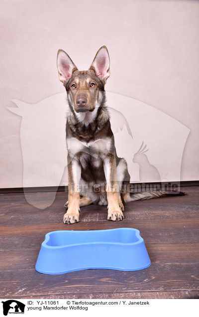 junger Marxdorfer Wolfshund / young Marxdorfer Wolfdog / YJ-11061