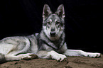lying Marxdorfer wolfdog