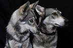 Marxdorfer wolfdogs portrait