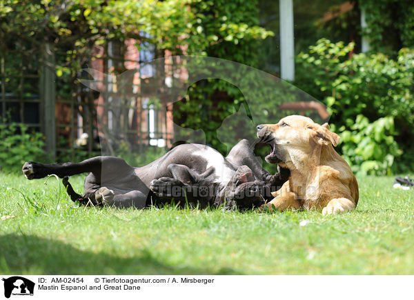Mastin Espanol and Great Dane / AM-02454