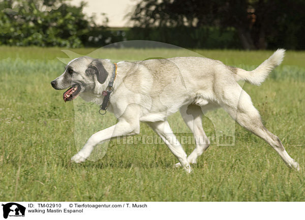 laufender Mastin Espanol / walking Mastin Espanol / TM-02910