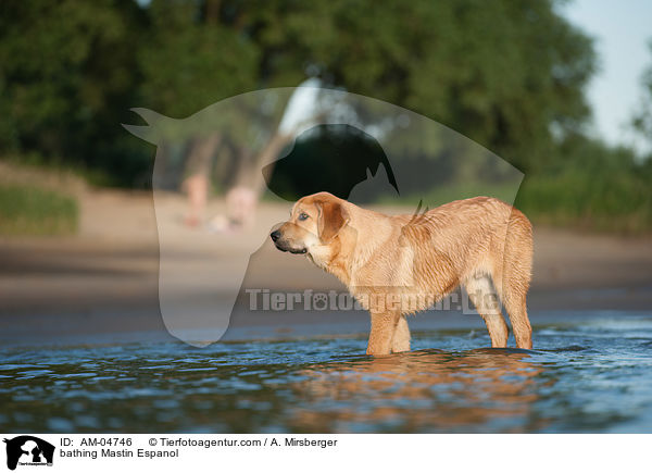 bathing Mastin Espanol / AM-04746