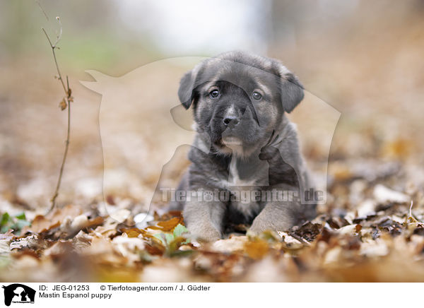 Mastin Espanol Welpe / Mastin Espanol puppy / JEG-01253