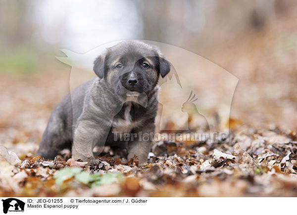 Mastin Espanol Welpe / Mastin Espanol puppy / JEG-01255