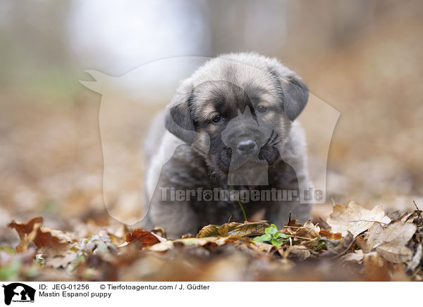 Mastin Espanol Welpe / Mastin Espanol puppy / JEG-01256