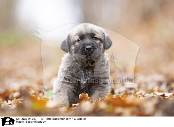 Mastin Espanol Welpe / Mastin Espanol puppy / JEG-01257