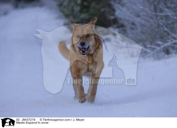 Mastin Espanol im Schnee / Mastin Espanol in snow / JM-07219