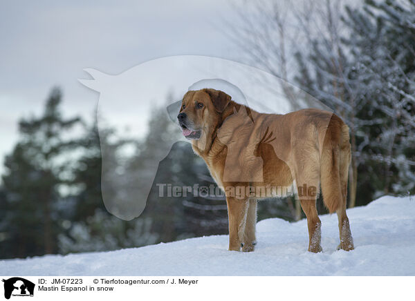 Mastin Espanol im Schnee / Mastin Espanol in snow / JM-07223