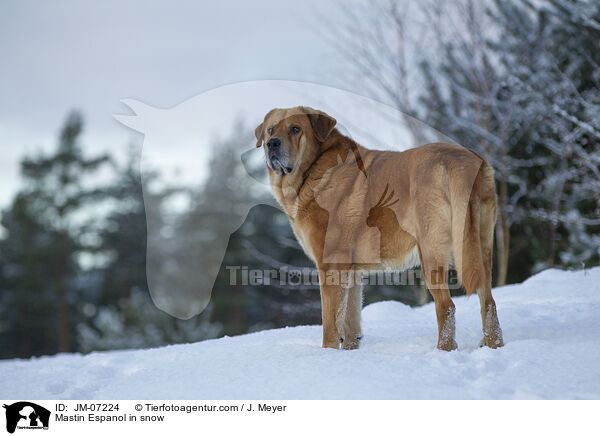 Mastin Espanol im Schnee / Mastin Espanol in snow / JM-07224