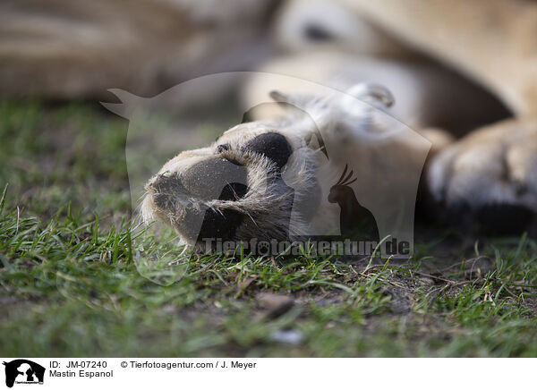 Mastin Espanol / Mastin Espanol / JM-07240