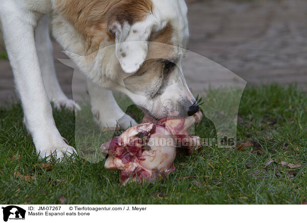 Mastin Espanol frisst Knochen / Mastin Espanol eats bone / JM-07267