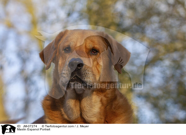 Mastin Espanol Portrait / Mastin Espanol Portrait / JM-07274