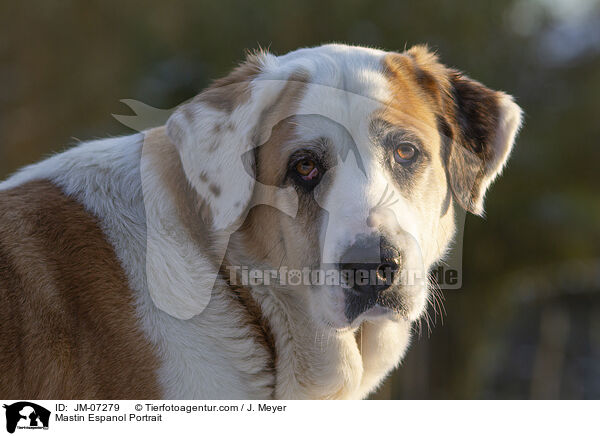 Mastin Espanol Portrait / Mastin Espanol Portrait / JM-07279