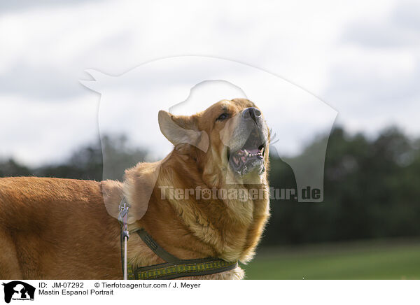 Mastin Espanol Portrait / Mastin Espanol Portrait / JM-07292