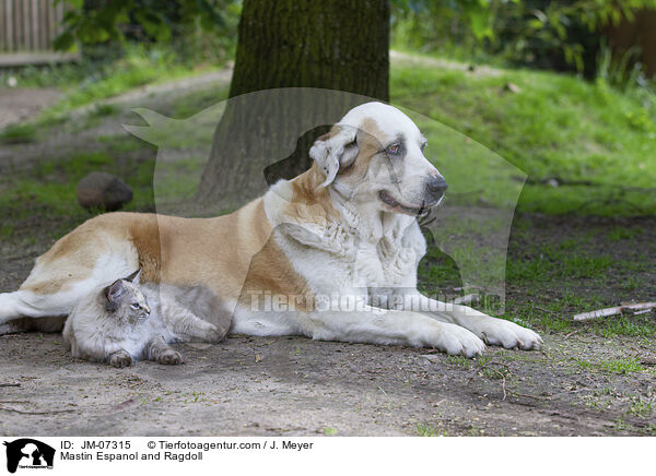 Mastin Espanol and Ragdoll / JM-07315