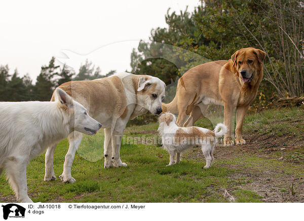 4 dogs / JM-10018