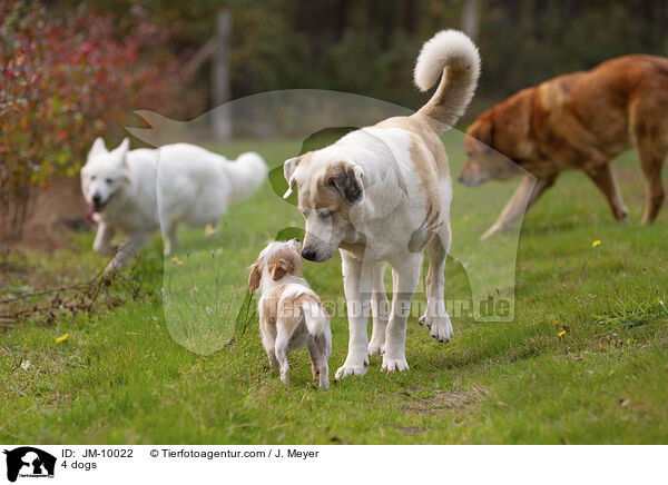4 dogs / JM-10022