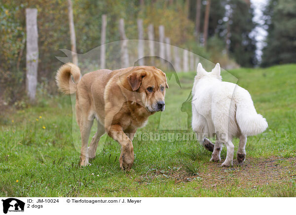 2 dogs / JM-10024