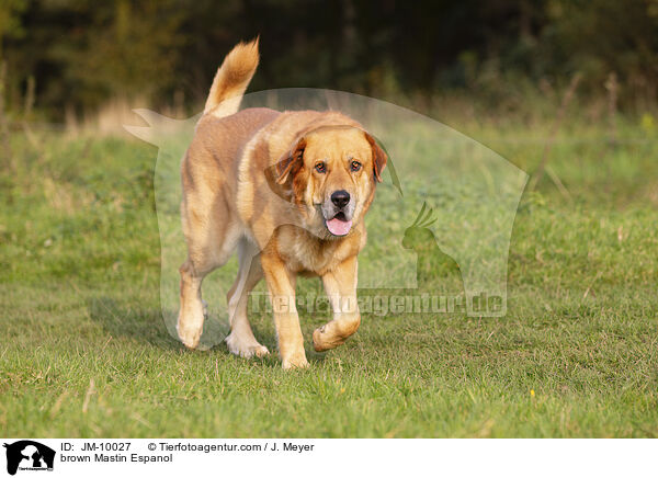 brauner Mastin Espanol / brown Mastin Espanol / JM-10027
