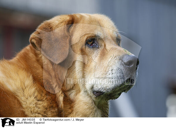 ausgewachsener Mastin Espanol / adult Mastin Espanol / JM-14035