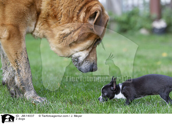 2 dogs / JM-14037
