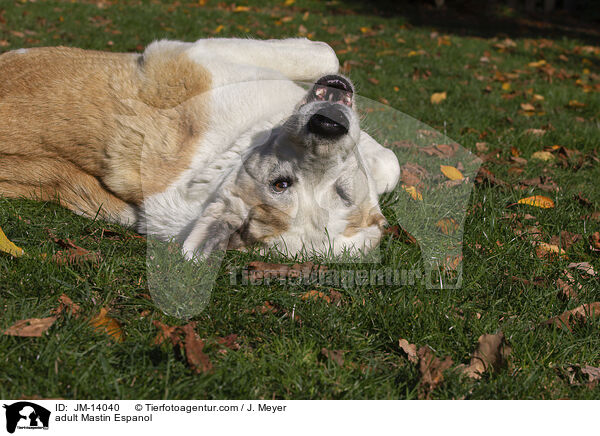 ausgewachsener Mastin Espanol / adult Mastin Espanol / JM-14040